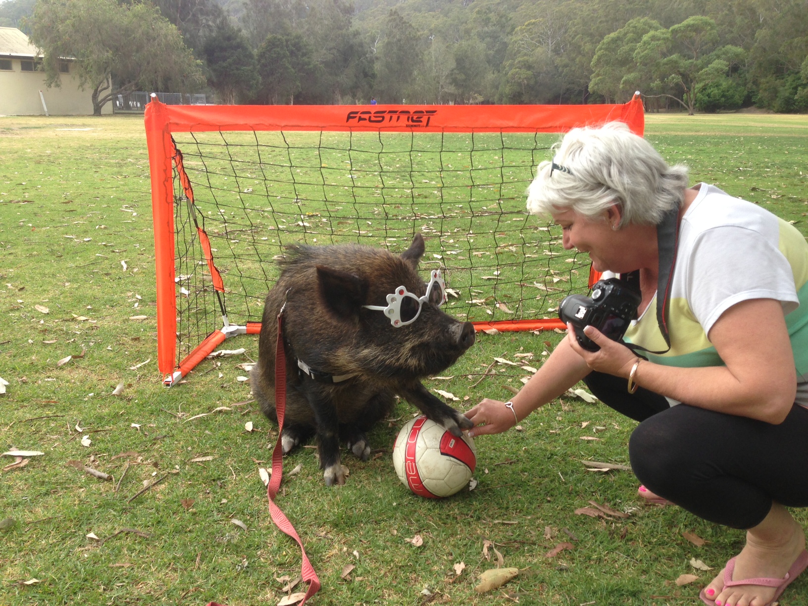 The Truth About Australian Miniature Pigs